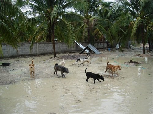 Flooding image 1