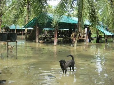 Flooding image 1