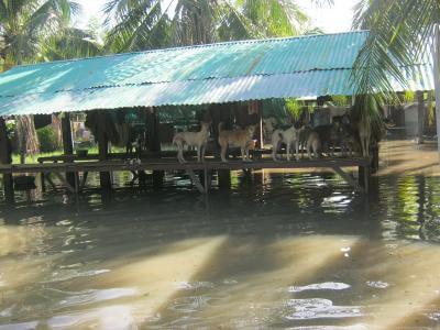 Flooding image 1