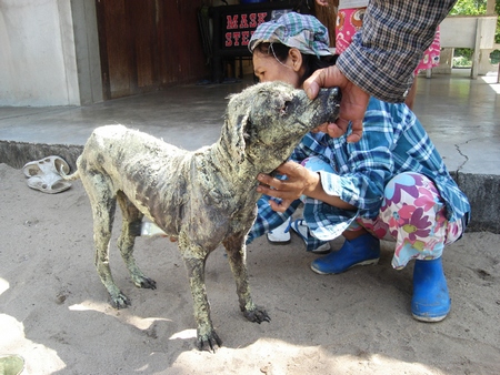 Stray Dogs Thailand Warin examines street dog