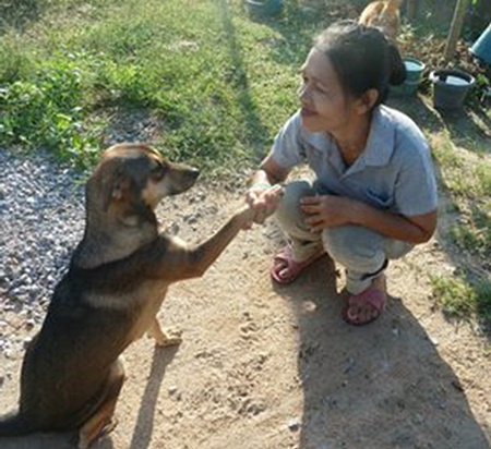 Stray Dogs Thailand Waring greeting dog