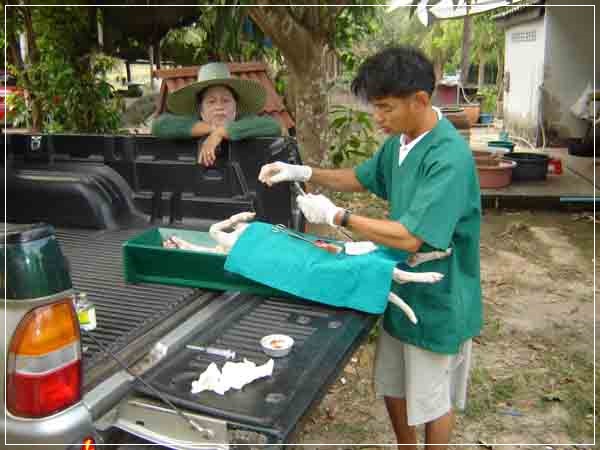 Local vet on the job on back of a truck. Stray Dogs Thailand.