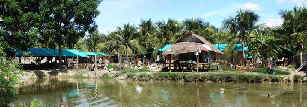 Stray dogs Thailand panorama shot