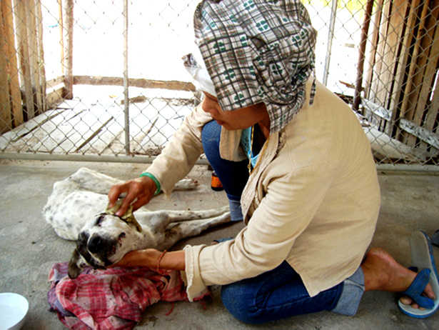 Stray dogs Thailand Warin Kneeling