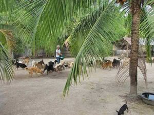 Warin met honden